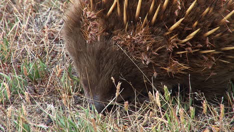 Close-up-of-an-Australian-anteater-foraging-in-the-grass-1