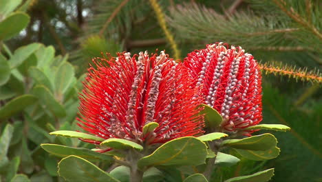 Die-Banksia-Blume-Blüht-In-Australien