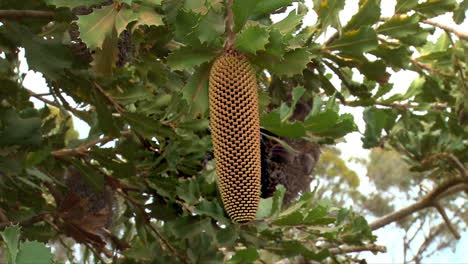 El-Viejo-árbol-De-Banksia-Tiene-Una-Fruta-En-Forma-De-Cono-En-Australia