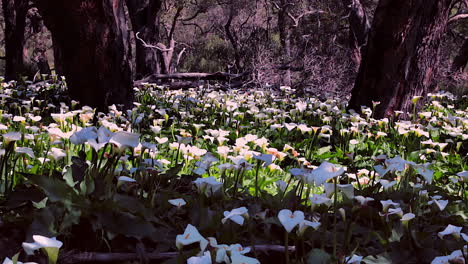 Hundreds-of-calia-lily-flowers-bloom-in-a-forest-in-Australia