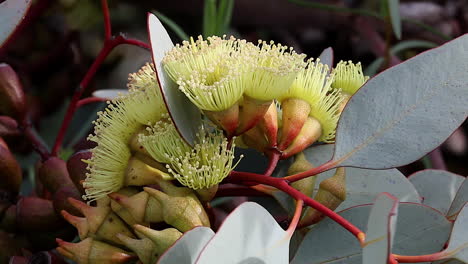 La-Flor-Amarilla-De-Banksia-Florece-En-Australia