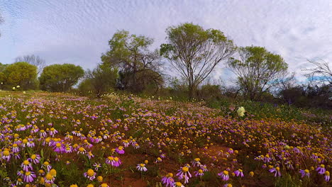 POV-walking-through-fields-of-wildflowers-in-Australia-in-spring-1