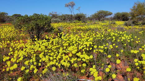 Beautiful-yellow-wildflowers-bloom-in-spring-in-Australia-1