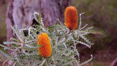 The-orange-banksia-flower-blooms-in-Australia