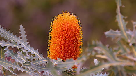 The-orange-banksia-flower-blooms-in-Australia-1