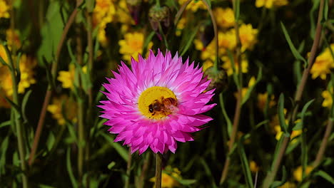 A-honey-bee-pollinates-a-purple-wildflower-