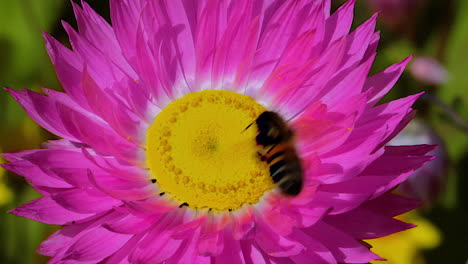 A-honey-bee-pollinates-a-purple-wildflower--1