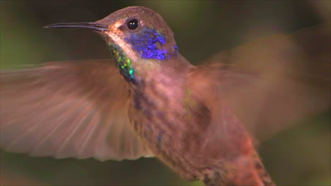Slow-motion-shot-of-a-violetear-hummingbird-hovering-in-extreme-close-up