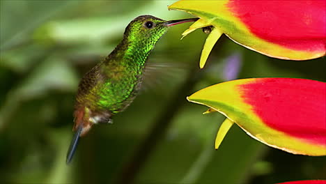 Extreme-close-up-of-a-copperrumped-hummingbird-heliconia-feeding-in-a-tropical-rianforest