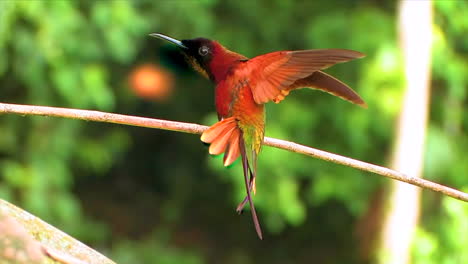 Close-up-of-a-crimson-topaz-gorget-hummingbird-displaying-wings-on-a-branch-in-the-rainforest