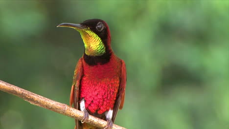 Extreme-close-up-of-a-crimson-topaz-gorget-hummingbird-looking-around-on-a-branch-in-the-rainforest