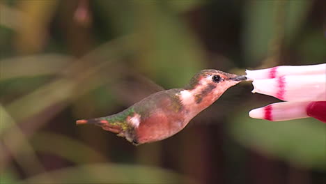 Extreme-close-up-slow-motion-shot-of-a-Little-Woodtsar-flor-tubular-hummingbird
