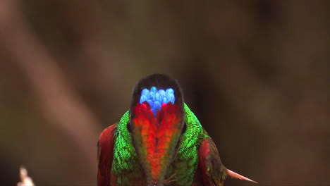 Extreme-close-up-slow-motion-shot-of-a-Rainbow-Starfrontlet-hummingbird