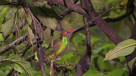 Close-up-in-slow-motion-of-swordbilled-hummingbird-in-the-rainforest