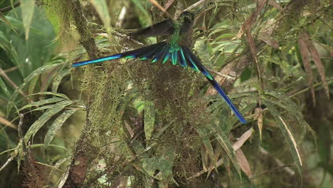 Ein-Veilchenschwänziger-Kolibri-Im-Tropischen-Regenwald