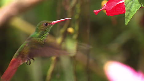 The-vivid-and-beautiful-white-whiskered-hermit-hummingbird-hovering-near-a-wildflower-in-the-rainforest