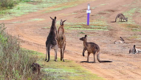 Kangaroos-engage-in-a-boxing-match-fighting-along-a-dirt-road-in-Australia