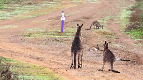 Kangaroos-engage-in-a-boxing-match-fighting-along-a-dirt-road-in-Australia-1