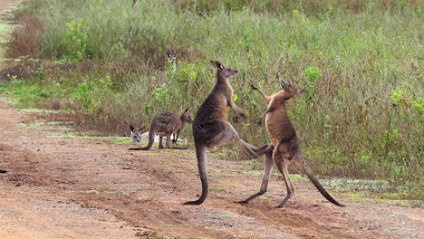 Kangaroos-engage-in-a-boxing-match-fighting-along-a-dirt-road-in-Australia-2