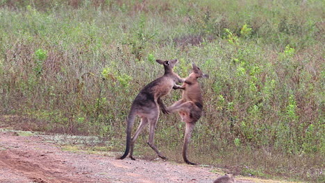 Kangaroos-engage-in-a-boxing-match-fighting-along-a-dirt-road-in-Australia-3