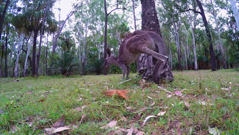 A-kangaroo-grazes-and-then-hops-away-on-Kangaroo-Island-Australia
