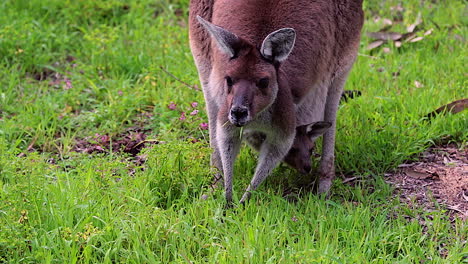 A-kangaroo-grazes-with-a-baby-in-its-pouch-Australia