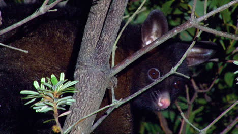 A-Brushtail-possum-looks-out-from-a-tree-at-night-in-Australia