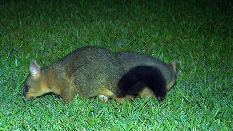 A-Brushtail-possum-wanders-on-the-grass-at-night-in-Australia