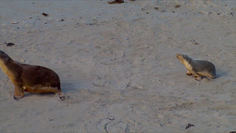 Baby-Australische-Pelzrobben-Jagen-Ihre-Mütter-Und-Versuchen,-An-Einem-Strand-Auf-Der-Australischen-Känguru-Insel-Zu-Stillen-1