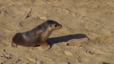 Baby-Australian-fur-seals-chase-their-mothers-and-try-to-nurse-on-a-beach-on-Kangaroo-Island-Australia-2