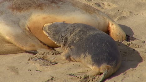 Baby-Australian-fur-seals-chase-their-mothers-and-try-to-nurse-on-a-beach-on-Kangaroo-Island-Australia-3