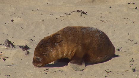 Baby-Australian-fur-seals-chase-their-mothers-and-try-to-nurse-on-a-beach-on-Kangaroo-Island-Australia-4