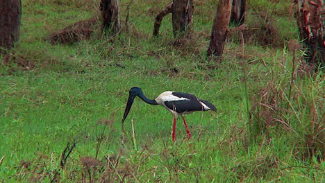 A-stork-wades-in-a-swamp-and-catches-a-live-snake-for-dinner