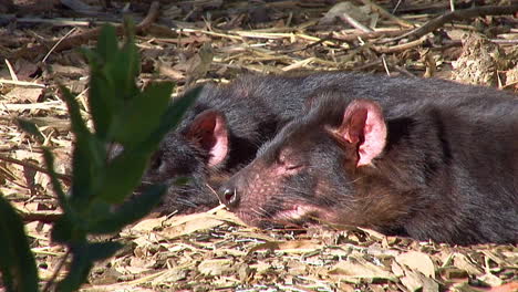 Tasmanian-devils-sit-on-the-ground-in-Tasmania-Australia