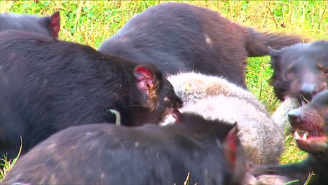 Tasmanian-Devils-viciously-tear-into-prey-in-a-feeding-frenzy