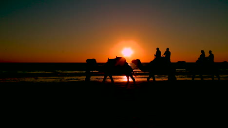 A-camel-train-crosses-Broome-Beach-in-Western-Australia-at-sunset-2