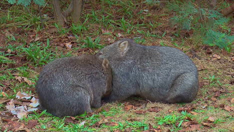 Ein-Wombat-Weidet-Auf-Gras-In-Australien