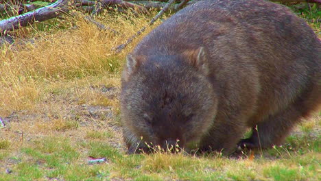 A-wombat-grazes-on-grass-in-Australia-1