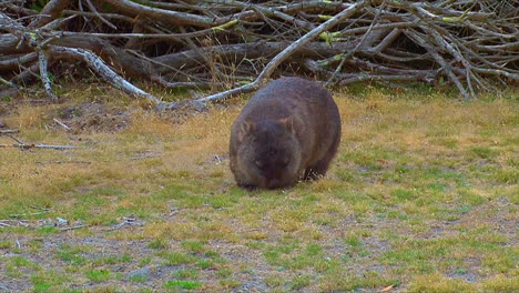 A-wombat-grazes-on-grass-in-Australia-2