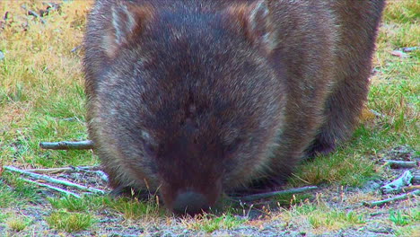 A-wombat-grazes-on-grass-in-Australia-3