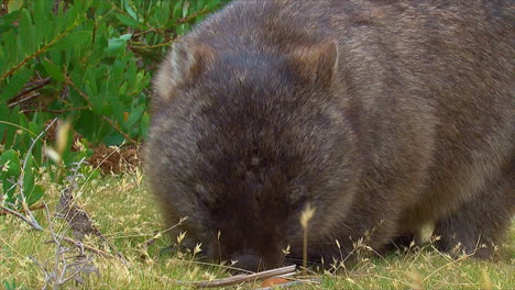 Un-Wombat-Pasta-En-La-Hierba-En-Australia-4