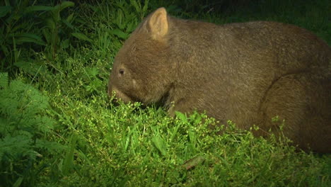 A-wombat-grazes-on-grass-in-Australia-5