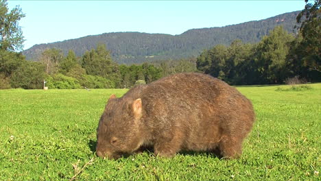 A-wombat-grazes-on-grass-in-Australia-6