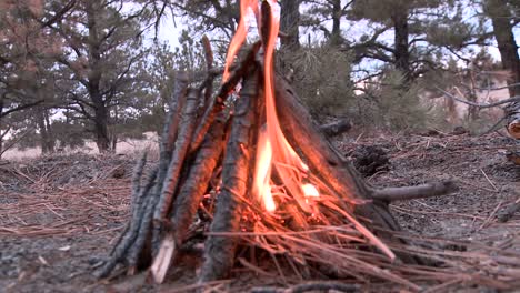 Close-up-of-a-campfire-in-a-forest