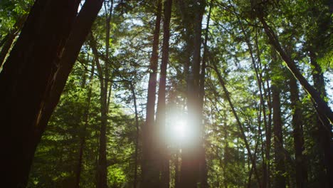 The-sun-filters-through-tall-trees-in-a-forest-1