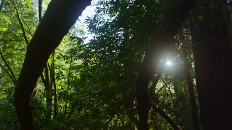 Die-Sonne-Filtert-Durch-Hohe-Bäume-In-Einem-Wald-2