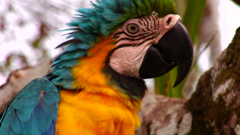 Nahaufnahme-Eines-Papageiengesichtes