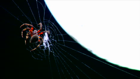 Eine-Spinne-Baut-Im-Zeitraffer-Ein-Netz