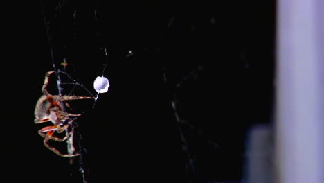 Rack-Fokus-Nahaufnahme-Einer-Spinne,-Die-Ein-Netz-Baut
