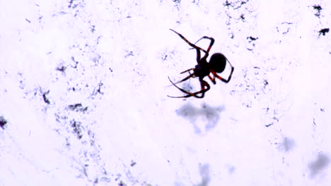 A-black-widow-spider-in-its-web